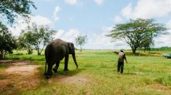 Wisata Gajah Jadi Sarana Edukasi di Tesso Nilo, Upaya Jaga Satwa Dilindungi